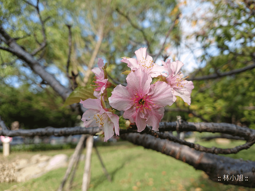 SONY Xperia XZ3 拍照 (ifans 林小旭) (63).png