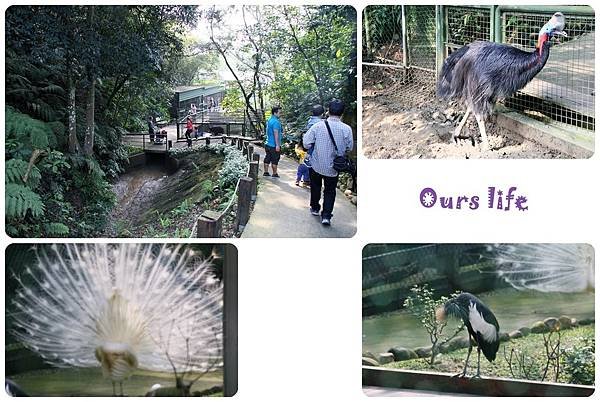 森林鳥花園 (16).jpg