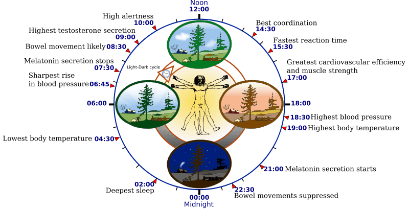 24-Hour-Human-Circadian-rhythm.png