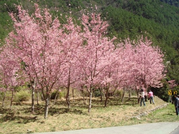 櫻花下野餐.JPG