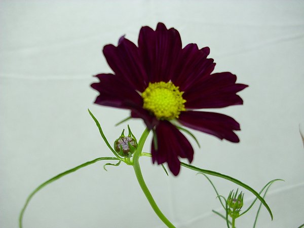 DSCI0350.JPG