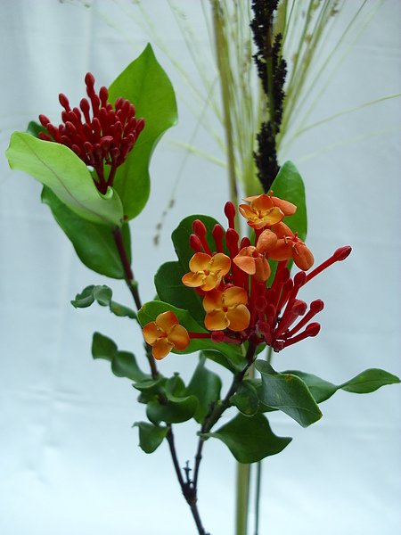 DSCI0376.JPG