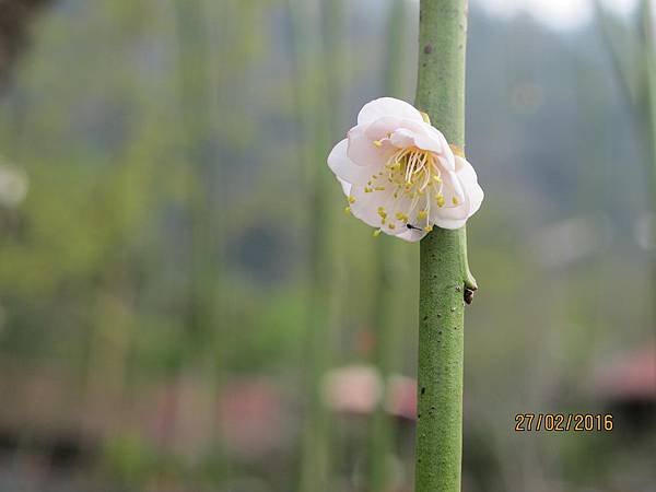 IMG_7784.JPG