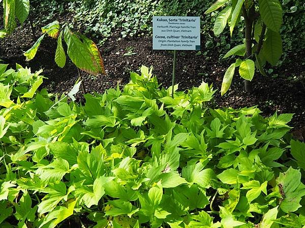 05-73巧克力博物館(小植物園).JPG