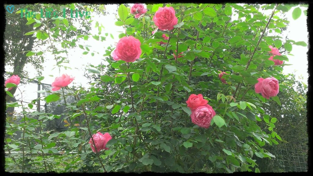 雅聞七里香玫瑰森林 16.jpg