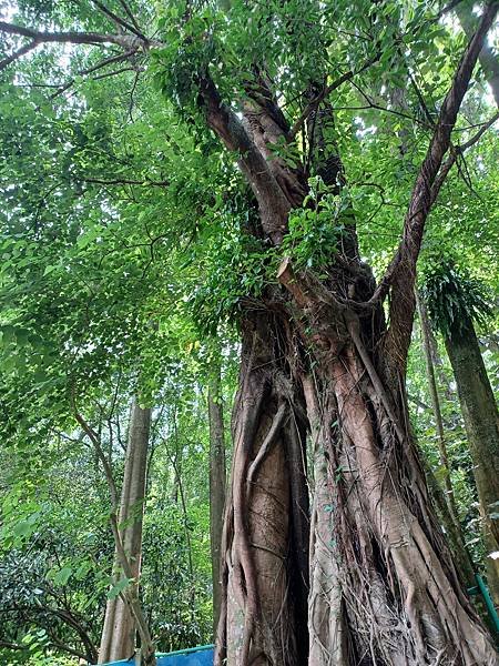 {遊記}{嘉義}嘉義樹木園~嘉義市的城市之肺，與樹木來趟療癒