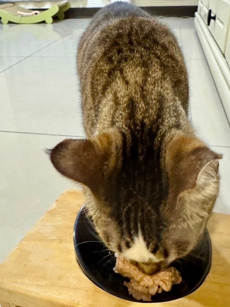 臭貓動物園 傻派主食罐