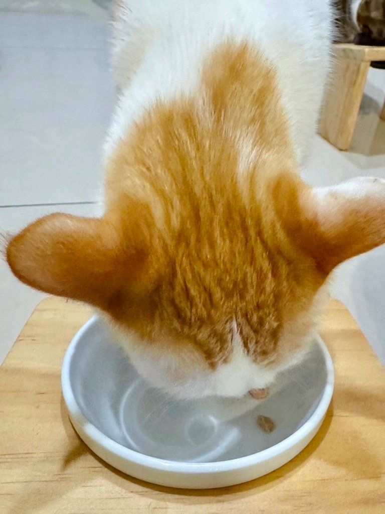 臭貓動物園 傻派主食罐