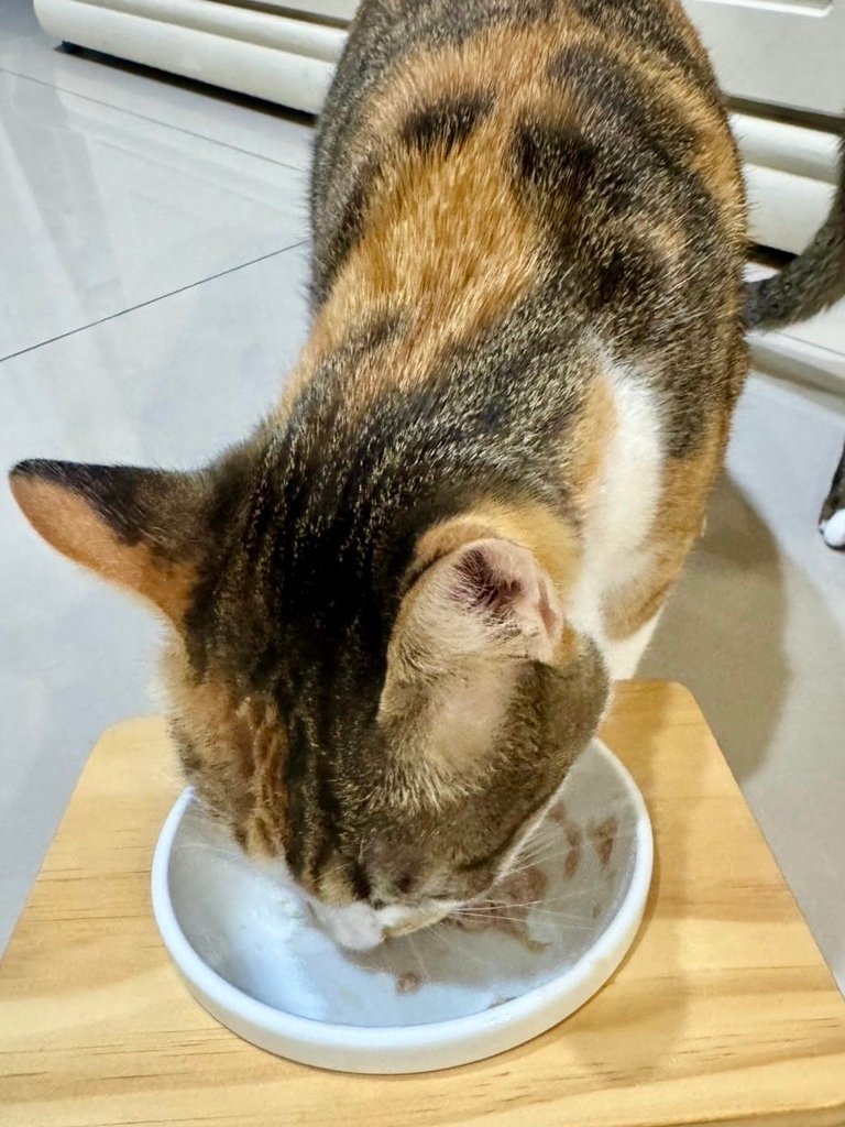 臭貓動物園 傻派主食罐