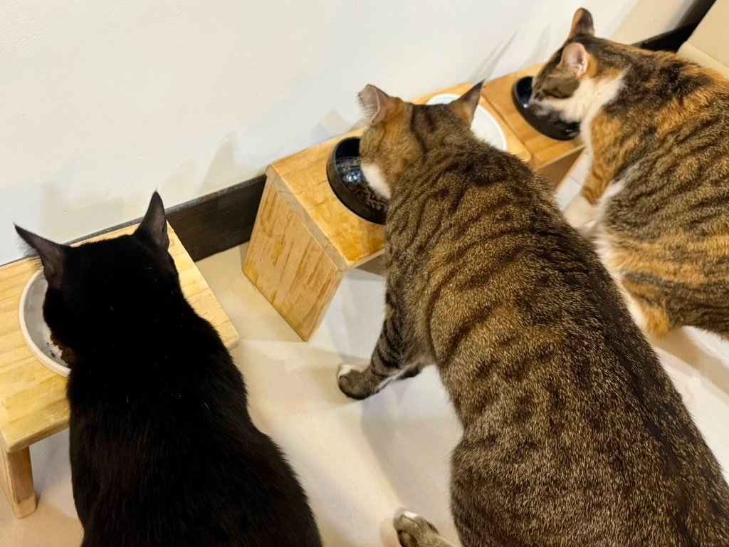 臭貓動物園 傻派surprise無穀貓飼料