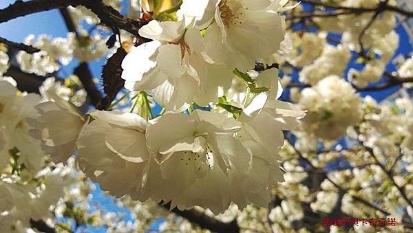 WP_20130331_009-1.jpg