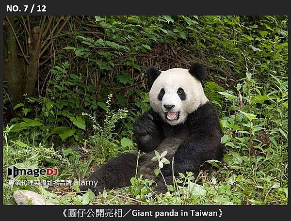 07-《圓仔公開亮相／Giant panda in Taiwan》