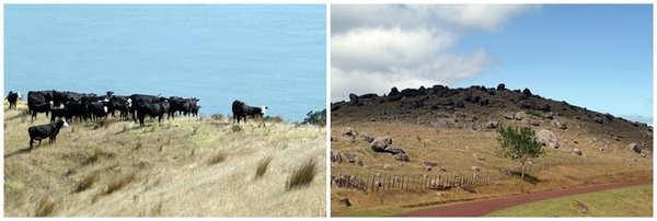 Waiheke22.jpg