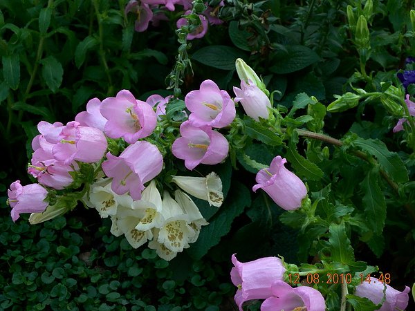 DSCN1620.JPG