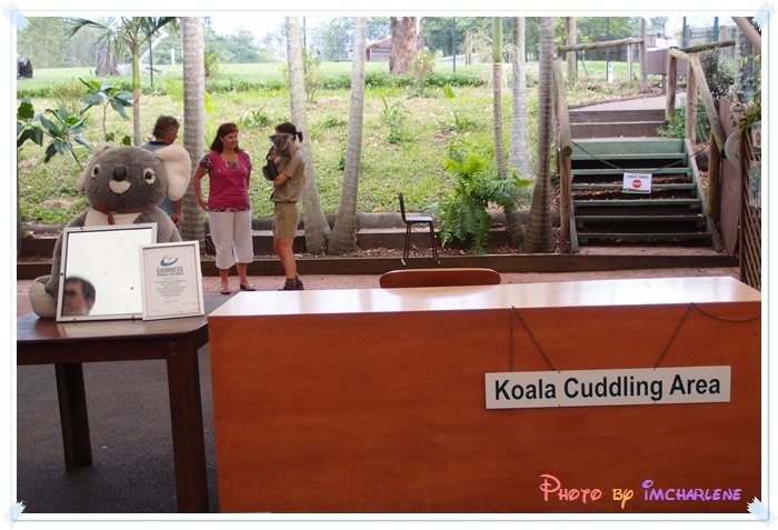 09 koala cuddling area.JPG