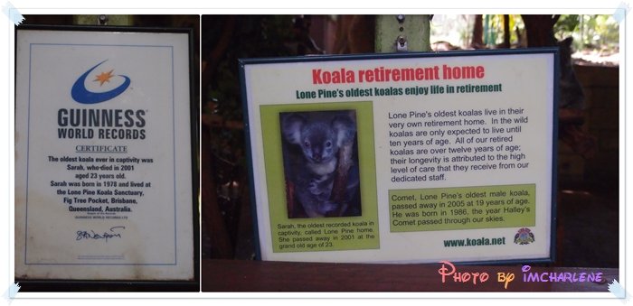 03 Koala retirement home.jpg