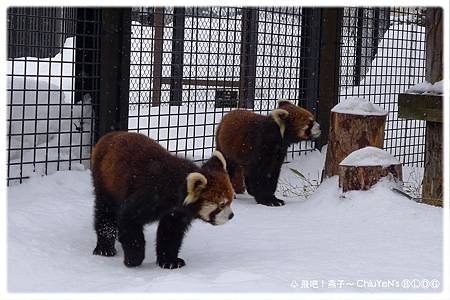 Day6旭山動物園-小貓熊1