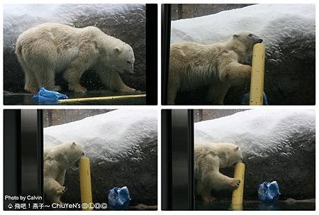 Day6旭山動物園-北極熊2-幾嘰章