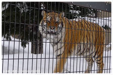 Day6旭山動物園-老虎