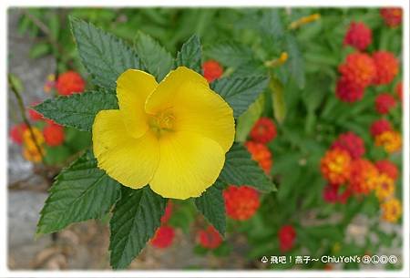 台南微風山谷-黃時鐘花.jpg