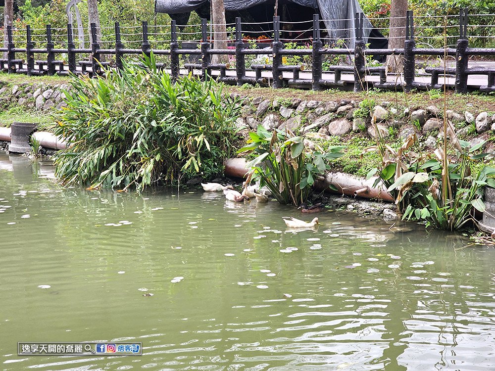 宜蘭旅遊員山望龍埤步道花田村宜蘭落羽松景點