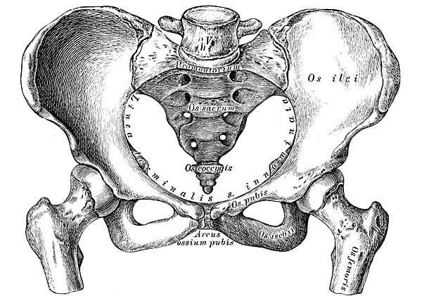 human-pelvis-sketch-l.png