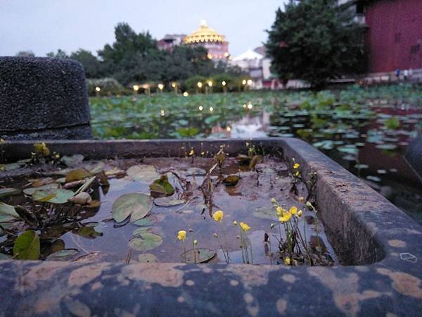 20190428植物園隨意拍_190428_0003.jpg