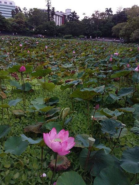 20190428植物園隨意拍_190428_0010.jpg