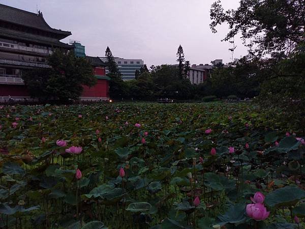 20190428植物園隨意拍_190428_0019.jpg