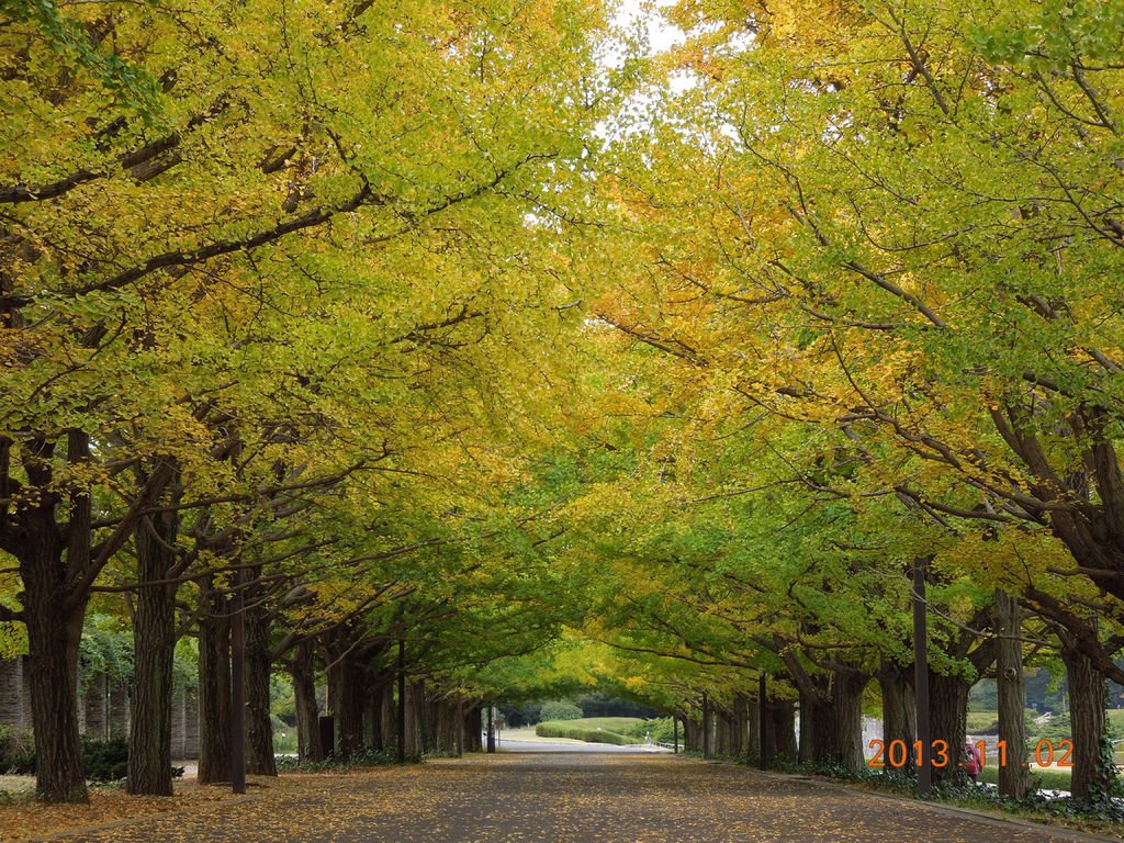 日本東北10.JPG