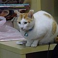 辛巴