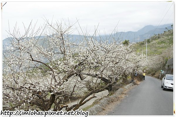 2011-01-09 信義鄉烏松崙賞梅花、梅子夢工場園區075.JPG