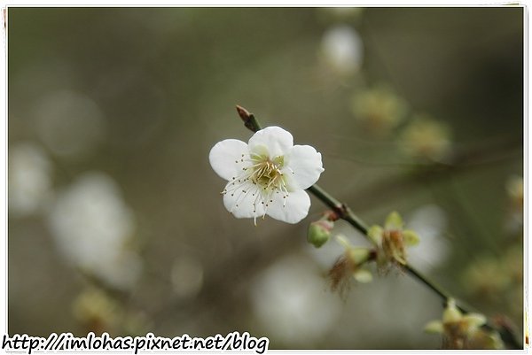 2011-01-09 信義鄉烏松崙賞梅花、梅子夢工場園區082.JPG