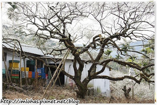 2011-01-09 信義鄉烏松崙賞梅花、梅子夢工場園區005.JPG