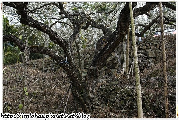 2011-01-09 信義鄉烏松崙賞梅花、梅子夢工場園區004.JPG