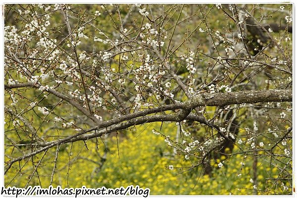 2011-01-09 信義鄉烏松崙賞梅花、梅子夢工場園區065.JPG