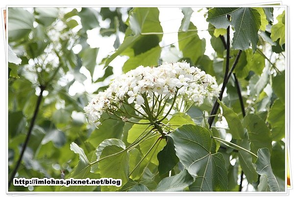 彰化芬園鄉挑水古道油桐花07.JPG