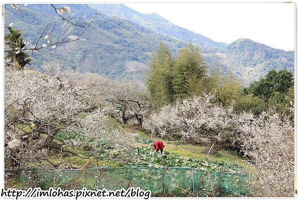 2011-01-09 信義鄉烏松崙賞梅花、梅子夢工場園區044.JPG