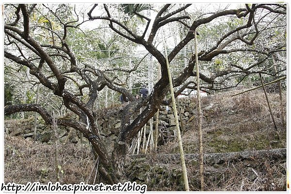 2011-01-09 信義鄉烏松崙賞梅花、梅子夢工場園區006.JPG