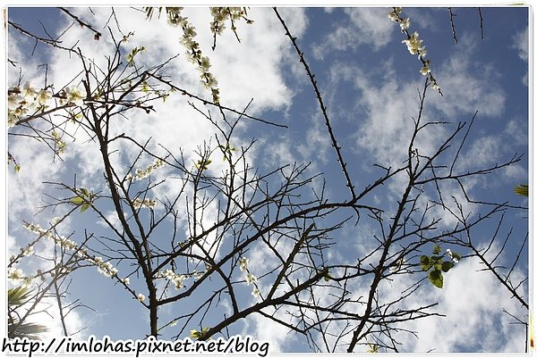 2011-01-09 信義鄉烏松崙賞梅花、梅子夢工場園區015.JPG