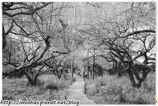 2011-01-09 信義鄉烏松崙賞梅花、梅子夢工場園區048.JPG