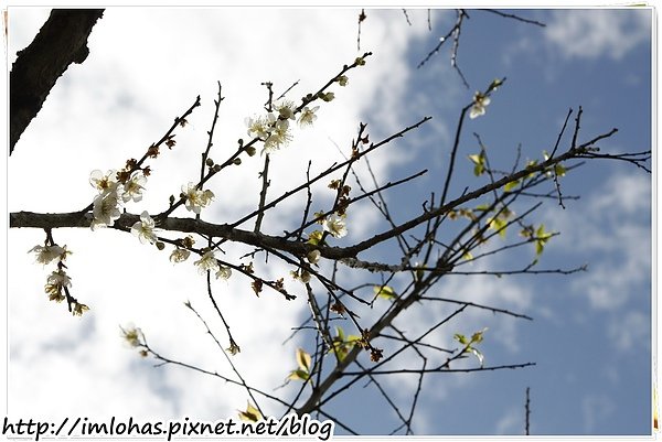 2011-01-09 信義鄉烏松崙賞梅花、梅子夢工場園區014.JPG