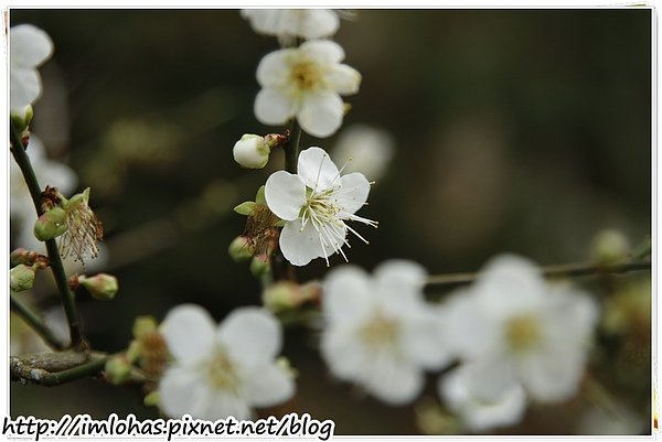 2011-01-09 信義鄉烏松崙賞梅花、梅子夢工場園區084.JPG