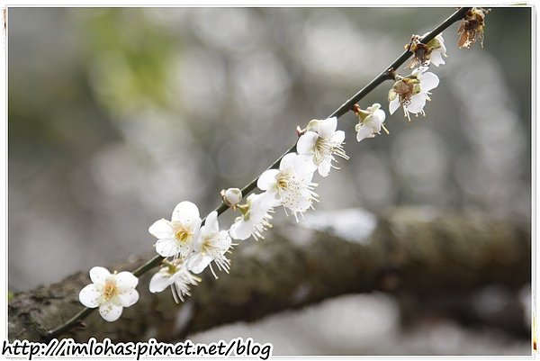 2011-01-09 信義鄉烏松崙賞梅花、梅子夢工場園區025.JPG