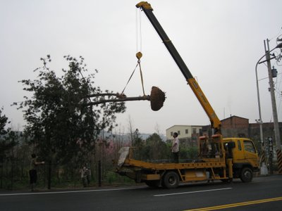 floating tree