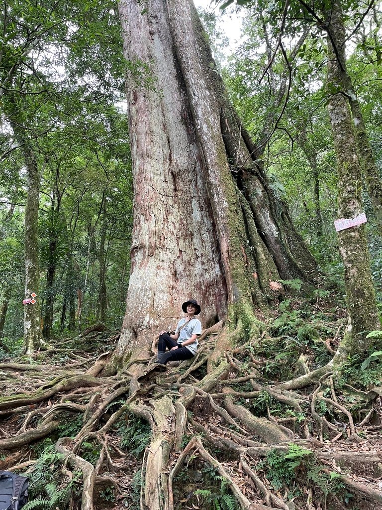 桃園復興｜小烏來風景區｜插天山系｜赫威神木群步道-山屋遺址-