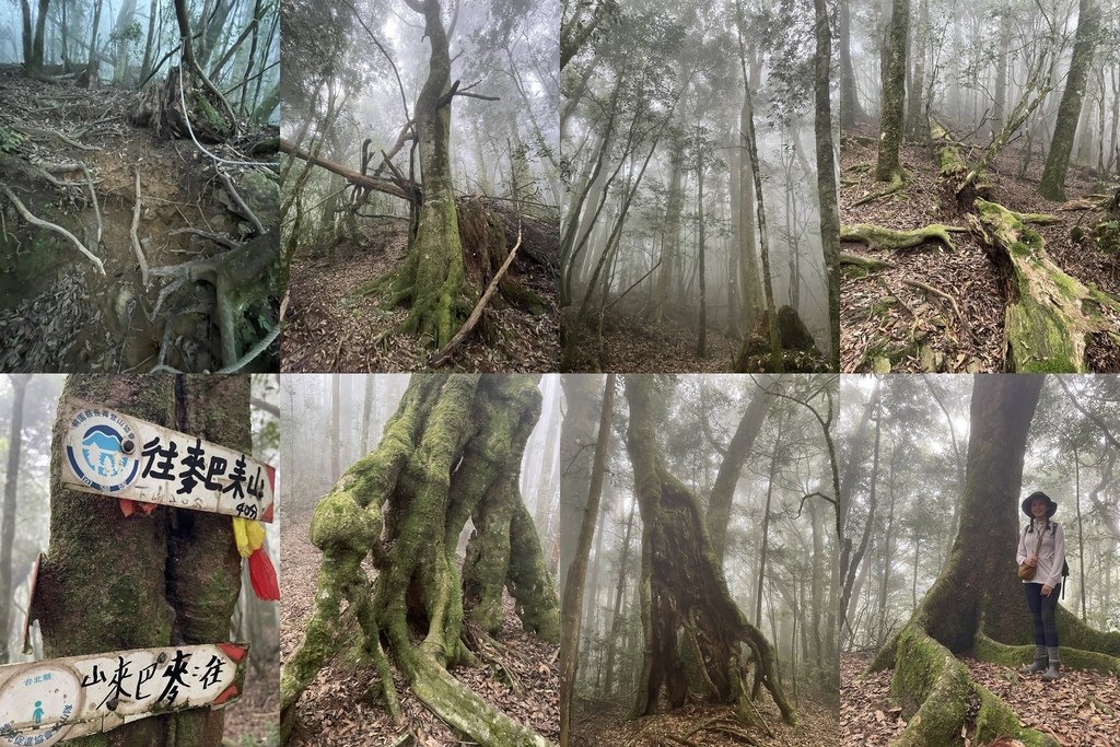 新竹五峰｜中級山尋幽｜麥巴來山O型(五峰工作站-麥巴來山西北