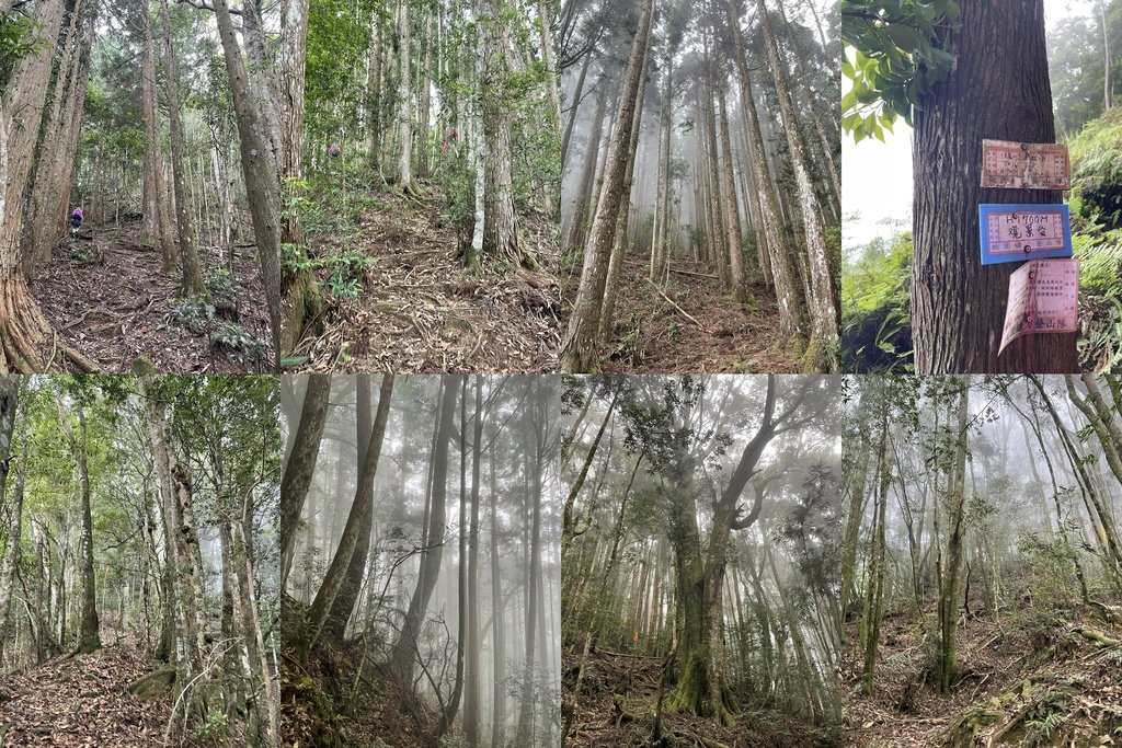 新竹五峰｜中級山尋幽｜麥巴來山O型(五峰工作站-麥巴來山西北