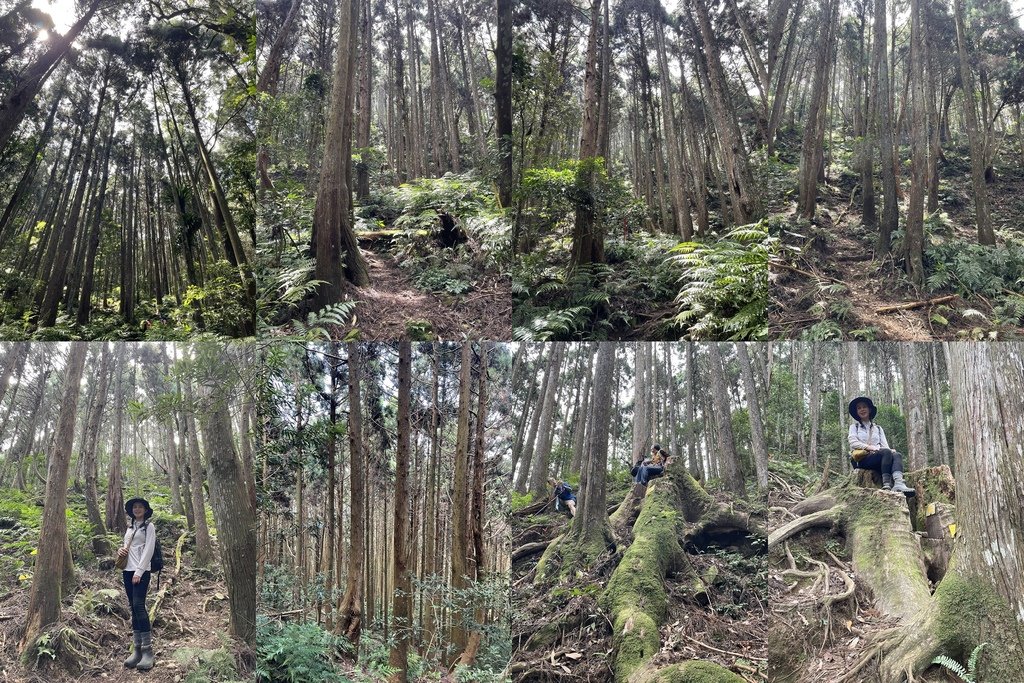 新竹五峰｜中級山尋幽｜麥巴來山O型(五峰工作站-麥巴來山西北