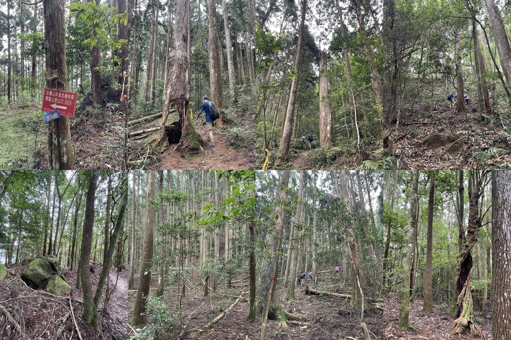 新竹五峰｜中級山尋幽｜麥巴來山O型(五峰工作站-麥巴來山西北